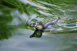 Penguin moves calmly in the shimmering green water