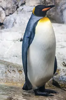 Penguin portrait