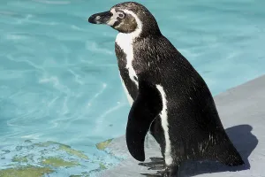 Penguin (Spheniscidae)