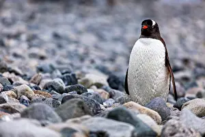 A penguin stands on a rocky area on the shore