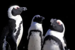 Three Penguins