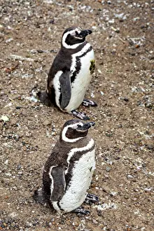 Two penguins stand side by side on a rocky ground
