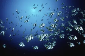 Pennant bannerfish Heniochus diphreutes