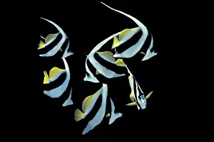 Pennant Coralfish or Longfin Bannerfish (Heniochus acuminatus)
