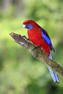 Pennant's Rosella, Lamington national park