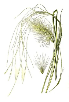 Pennisetum longistylum, Feather Grass (Stipa pennata)
