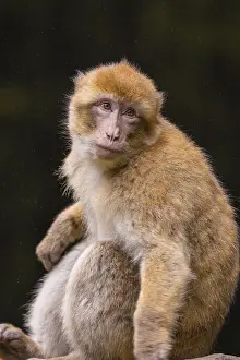 A pensive monkey sits and looks to the side in a natural environment