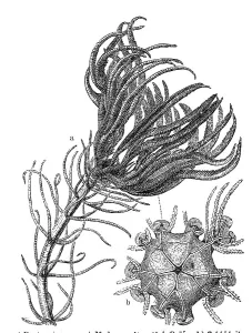 Pentacrinus caput Medusae, belonging to the starfish family