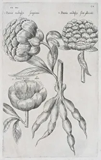 Peonies (Paeonia), copper engraving by Emanuel Sweerts