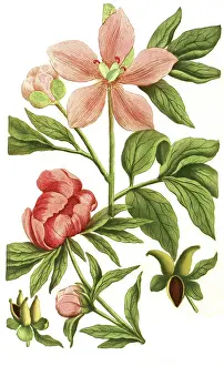 Peony variant, Paeonia mas flore incarnate minor