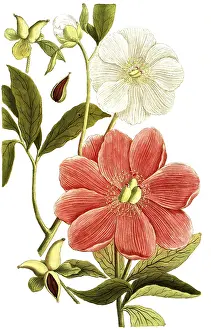 Peony variant, Paeonia mas major