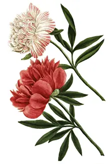 Peony variant, Paeonia mas major flore incarnato pleno