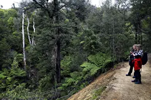 People on the Abel Tasman track through a green forest