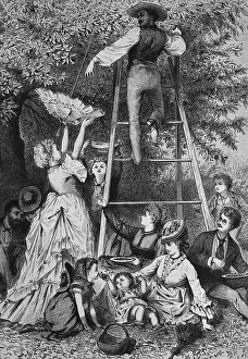 People during the cherry harvest