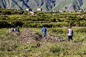 People collect crops in a field in front of a village with mountains in the background