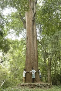 People encircling 7 meter girth largest rose wood tree in Yanaipallam Pillor Dam Western Ghats Nilgiris Biosphere