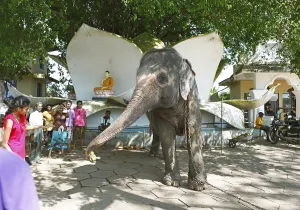 People feeding a sacred elephant