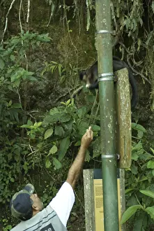 People, man, Animal, Monkey-nail