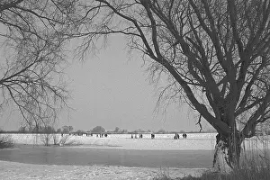 People walk across ice rink, trees