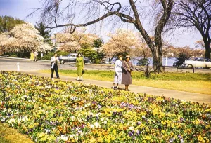 People walking through beds of spring flowers near the Thomas Jefferson Memorial, Washington DC, USA around 1953
