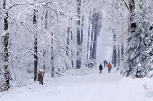 People walking through the snowy woods