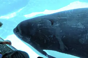 Framed Print : People watch a killer whale through a glass pane in an aquarium