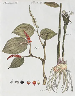 Pepper bush (Piper nigrum) and Gingerbush (Zingiber officinale)