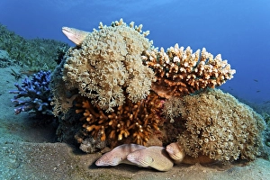 Four Peppered Morays (Siderea grisea) on patch reef
