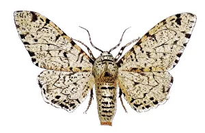 Peppered moth (Amphydasis betularia)
