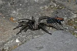 Pepsis sp. (Pepsis sp.)