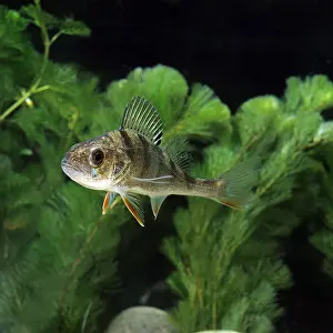 Perca fluviatilis