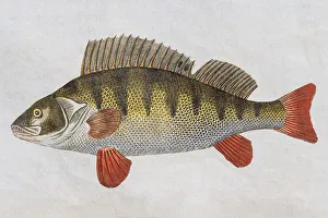Perch (Perca fluviatilis), hand-colored copper engraving from Friedrich Justin Bertuch picture book for children