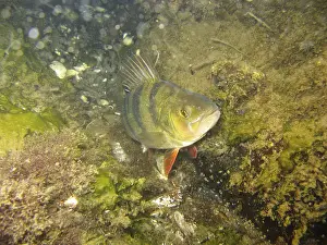 Perch (Perca Fluviatilis)