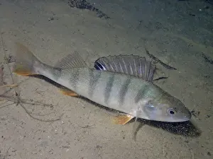 Perch (Perca fluviatilis)