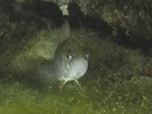 A perch (Perca fluviatilis), Egli