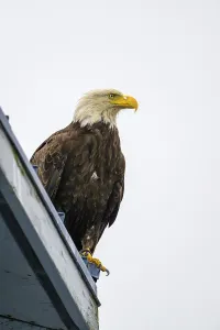 A perched bald eagle, Haliaeetus leucocephalus