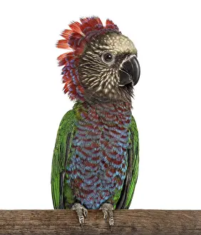 Perched Red-fan parrot, Deroptyus accipitrinus