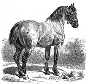 Percheron is a breed of cold-blooded horse from the Perche region in north-western France