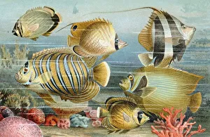 Perciform fish, historical illustration