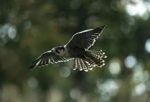 Peregrine (Falco peregrinus)