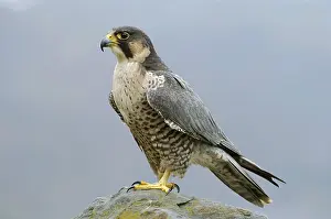 Category Wildlife DE Prints: Peregrine (Falco peregrinus)
