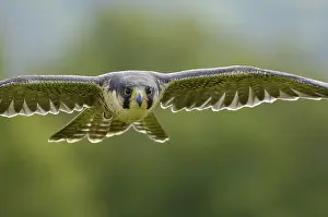 Category Wildlife DE Prints: Peregrine (Falco peregrinus)