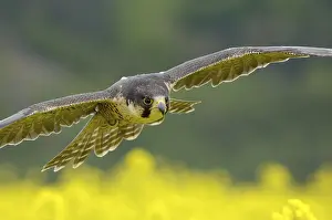 Category Wildlife DE Prints: Peregrine (Falco peregrinus)