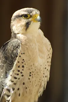 Peregrine falcon