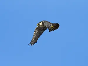 Peregrine Falcon (Falco peregrinus)