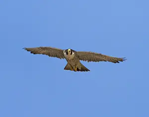 Peregrine Falcon (Falco peregrinus)