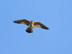Peregrine Falcon (Falco peregrinus)