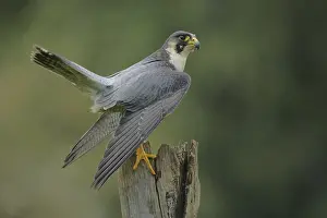 Peregrine falcon (Falco peregrinus)