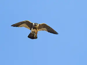 Peregrine Falcon (Falco peregrinus)