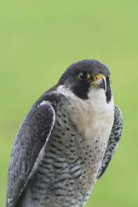 Peregrine falcon (Falco peregrinus)